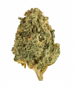 Jelly Sickle, tatlı vanilya aromaları ve rahatlatıcı etkileriyle öne çıkan Indica dominant bir türdür. Stres ve uykusuzluğa iyi gelir. Özelliklerini keşfedin.