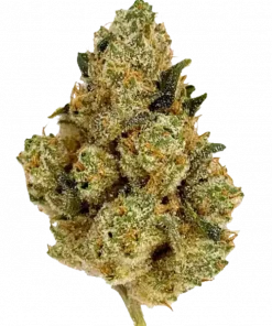 Jet Fuel, yakıtımsı ve skunk aromalarıyla bilinen, yüksek THC'li bir Sativa türüdür. Odaklanma ve yaratıcılık için ideal. Etkilerini keşfedin.