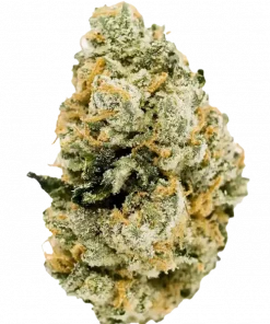 Jet Fuel Gelato, yakıtımsı aroması ve yüksek THC içeriğiyle bilinen dengeli bir hibrit türdür. Enerji verici etkilerini keşfedin ve deneyimini hemen görüntüleyin.