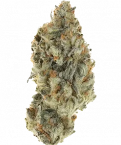 Joe's Lemonade F2, keskin limon aroması ve canlandırıcı etkileriyle bilinen sativa baskın bir türdür. Yaratıcılığı artıran genetik yapısını keşfedin.