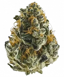 John Weed, meyvemsi aromaları ve yüksek THC içeriğiyle bilinen Sativa baskın bir türdür. Enerji verici etkilerini ve genetik yapısını keşfedin.