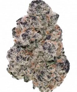 Johnny Dang R1, narenciye aromalı, yüksek THC'li bir hibrit türdür. Mutluluk ve rahatlama sunar. Genetik yapısını ve eşsiz özelliklerini keşfedin.