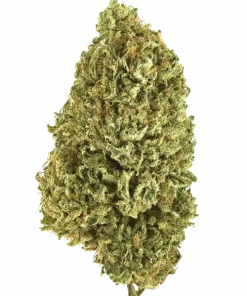 Judge Dread, yakıtımsı ve tropikal aromalarıyla öne çıkan dengeli bir türdür. Yaratıcılığı ve rahatlamayı destekleyen genetik yapısını keşfedin. Hemen görüntüleyin.