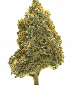 Juggernaut, şekerli aroması ve yüksek THC içeriğiyle öne çıkan baskın bir Indica türüdür. Yoğun etkilerini ve genetik yapısını keşfedin.