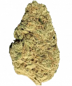 Juicee J, yakıtımsı ve narenciye aromalarıyla öne çıkan dengeli bir hibrit türüdür. Yüksek THC içeriğiyle dikkat çeker. Genetik yapısını keşfedin ve etkilerini görüntüleyin.