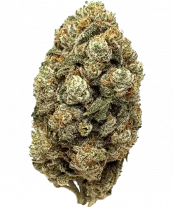Jungle Gym, tatlı meyve aromaları ve dengeli yapısıyla öne çıkan bir hibrit türdür. Yaratıcı ve rahatlatıcı etkilerini keşfedin.