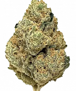 Jungle Juice, yakıtımsı ve narenciye aromalarıyla öne çıkan Sativa baskın bir türdür. Yaratıcılığı tetikleyen etkileri keşfedin ve genetik yapısını görüntüleyin.