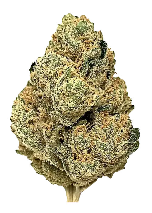 Jungle Juice, yakıtımsı ve narenciye aromalarıyla öne çıkan Sativa baskın bir türdür. Yaratıcılığı tetikleyen etkileri keşfedin ve genetik yapısını görüntüleyin.