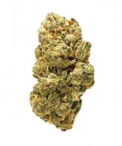 Jungle Scout Cookies, yakıtımsı aroması ve THC oranıyla öne çıkan Indica dominant bir türdür. Etkileyici genetik yapısını ve potansiyel faydalarını keşfedin.