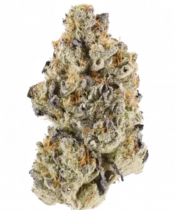 K-Mintz, tropikal meyve ve nanemsi notalarıyla öne çıkan Indica dominant bir türdür. Stresi azaltan ve iştahı açan bu eşsiz türü keşfedin.