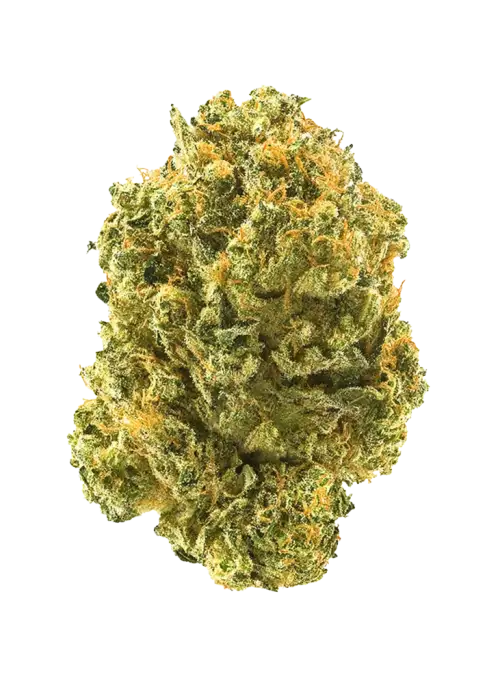 Kaleidoscope, yaban mersini aromalı ve rahatlatıcı etkili Indica baskın bir türdür. Ağrı ve uykusuzluğa iyi gelir. Bu eşsiz türü keşfedin.