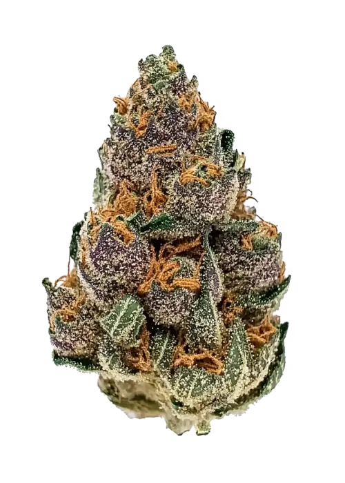 KEMO, lime ve yakıtımsı notalarıyla öne çıkan, yüksek THC'li Indica dominant bir türdür. Yoğun etkilerini ve genetik yapısını keşfedin.