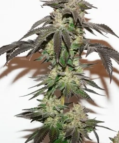 Kerosene Krash Feminized Esrar Tohumu (Dutch Passion)