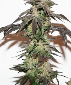 Kerosene Krash Feminized Esrar Tohumu (Dutch Passion)