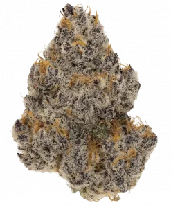 Key Largo, yüksek THC'si ve rahatlatıcı etkileriyle bilinen Indica baskın bir türdür. Tatlı, meyvemsi ve toprak tonlarını keşfedin. Özelliklerini görüntüleyin.