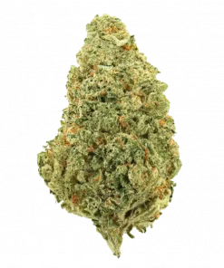 Key Lime Guava, sert aroması ve yüksek THC içeriğiyle bilinen Indica baskın bir türdür. Yaratıcılığı tetikleyen genetik yapısını keşfedin ve hemen görüntüleyin.