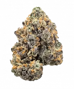 Key Lime Jack, sert yakıtımsı aroması ve yüksek THC içeriğiyle öne çıkan dengeli bir hibrit türdür. Bu eşsiz türün genetik yapısını ve etkilerini keşfedin.