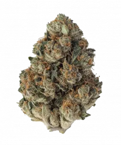 Khalifa Kush, sert yakıtımsı aroması ve yüksek THC içeriğiyle bilinen Indica dominant bir türdür. Depresyon ve stresi azaltmaya yardımcı olabilir. Özelliklerini keşfedin.