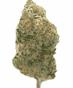 Killer Bees, mango aroması ve yüksek THC içeriğiyle bilinen sativa baskın türdür. Enerji veren yapısıyla öne çıkar. Genetik özelliklerini keşfedin.