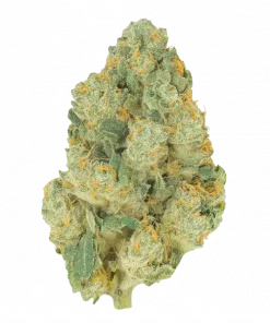 Killer Kush Auto™, sert benzin kokusu ve rahatlatıcı etkisiyle bilinen Indica dominant bir türdür. 2025'in bu özel genetiğini keşfedin ve potansiyel faydalarını görüntüleyin.