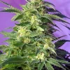 Killer Kush Auto Fem Esrar Tohumu (Sweet Seeds)