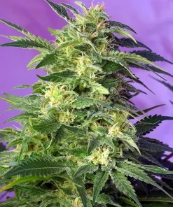 Killer Kush Auto Fem Esrar Tohumu (Sweet Seeds)