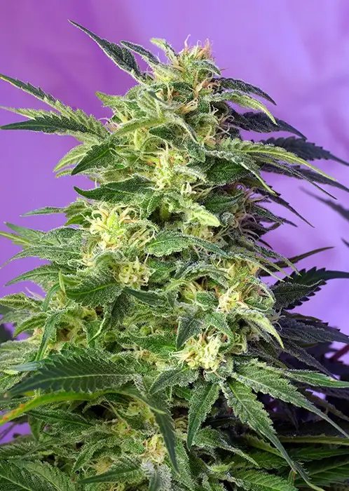 Killer Kush Auto Fem Esrar Tohumu (Sweet Seeds)