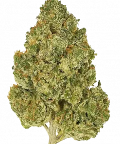 Killer Kush F1, tropikal meyve aromaları ve yüksek THC içeriğiyle bilinen indica dominant bir türdür. Depresyon ve ağrıya karşı potansiyel faydalarını keşfedin.