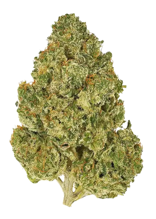 Killer Kush F1, tropikal meyve aromaları ve yüksek THC içeriğiyle bilinen indica dominant bir türdür. Depresyon ve ağrıya karşı potansiyel faydalarını keşfedin.