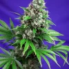 Killer Kush Fast Version Feminized Esrar Tohumu (Sweet Seeds)