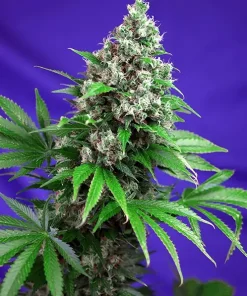 Killer Kush Fast Version Feminized Esrar Tohumu (Sweet Seeds)