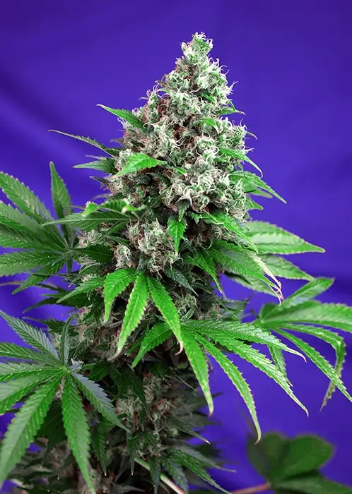 Killer Kush Fast Version Feminized Esrar Tohumu (Sweet Seeds)