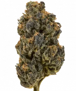 Killer Queen, tatlı narenciye aroması ve dengeli etkisiyle öne çıkan bir hibrit türdür. Yaratıcılığı tetikler, rahatlama sağlar. Genetik yapısını keşfedin.