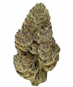 Kimbu Kush, yakıtımsı ve meyvemsi aromalarıyla öne çıkan Indica baskın bir türdür. Yüksek THC içeriğiyle dikkat çeken bu türün genetik yapısını keşfedin.