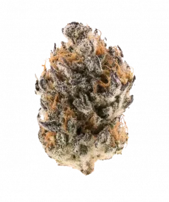 Disco Glitter (King’s Cake), tatlı ve keskin aromalı, dengeli etkileriyle öne çıkan bir hibrit türdür. Yüksek verim potansiyelini keşfedin ve özelliklerini görüntüleyin.