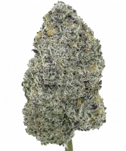 King Neptune, elma aromalı ve yüksek THC'li indica dominant türdür. Zihinsel berraklık ve rahatlama sağlar. Genetik yapısını ve etkilerini keşfedin.