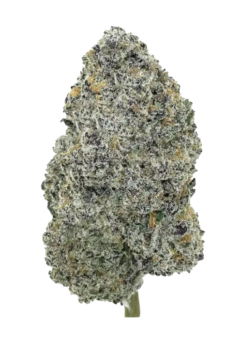 King Neptune, elma aromalı ve yüksek THC'li indica dominant türdür. Zihinsel berraklık ve rahatlama sağlar. Genetik yapısını ve etkilerini keşfedin.