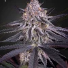 Kings Juice Feminized Esrar Tohumu (Green House Seed Co.)