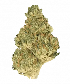 Kmac, yakıtımsı ve nane aromalı, yüksek THC'li dengeli bir hibrit türdür. Depresyon ve uykusuzluğa iyi gelir. Etkilerini keşfetmek için hemen görüntüleyin.