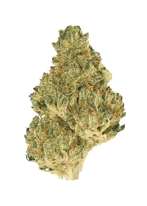 Kmac, yakıtımsı ve nane aromalı, yüksek THC'li dengeli bir hibrit türdür. Depresyon ve uykusuzluğa iyi gelir. Etkilerini keşfetmek için hemen görüntüleyin.