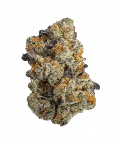 Kobe, narenciye aromalı ve yüksek THC'li Indica dominant bir türdür. Uykusuzluk ve stres için ideal. Genetik yapısını keşfedin ve detaylıca görüntüleyin.