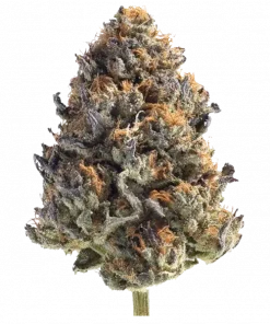 Kombucha Cream, yakıtımsı aroması ve dengeli genetiğiyle öne çıkan bir hibrit türdür. Etkilerini ve potansiyel faydalarını keşfetmek için hemen görüntüleyin.