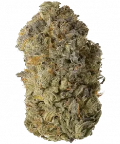 Kosher Berry, tatlı meyve aromaları ve yüksek THC içeriğiyle öne çıkan sativa baskın bir türdür. Enerji verici etkilerini ve genetik yapısını keşfedin.