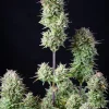 Kosher Cake Auto Fem Esrar Tohumu (Fast Buds)