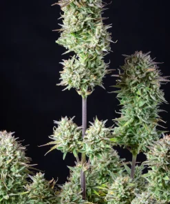 Kosher Cake Auto Fem Esrar Tohumu (Fast Buds)