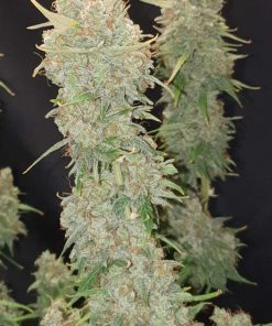 Kosher Cake Auto Fem Esrar Tohumu (Fast Buds)