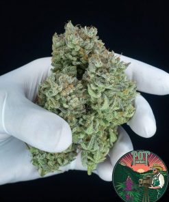 Kosher Cake Auto Fem Esrar Tohumu (Fast Buds)