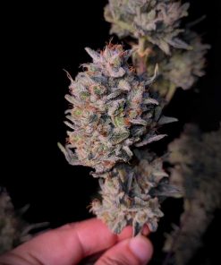 Kosher Cake Auto Fem Esrar Tohumu (Fast Buds)