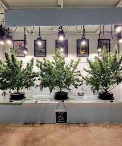 Kosher Cake Auto Fem Esrar Tohumu (Fast Buds)