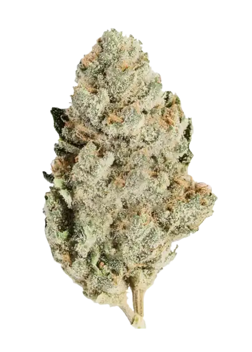 Kosher Kush, toprak kokusu ve yüksek THC içeriğiyle bilinen güçlü bir Indica türüdür. Rahatlatıcı etkileriyle öne çıkar. Bu eşsiz türü keşfedin.
